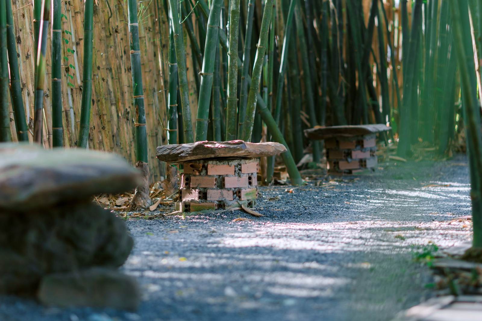 Zen bamboo garden